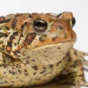 Meet your Posher, Rune